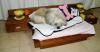 Cedels Hundsängar får det att likna ett sovrum i miniformat