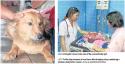 Hund räddade nyfödd bebis ur en soptipp i Thailand 